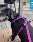 Dog Harness and Leash Set - Labradoodle wearing Bandana Boujee Dog Harness and Leash in Hot Pink with Denim Accents - sitting outdoors on a deck- Wag Trendz