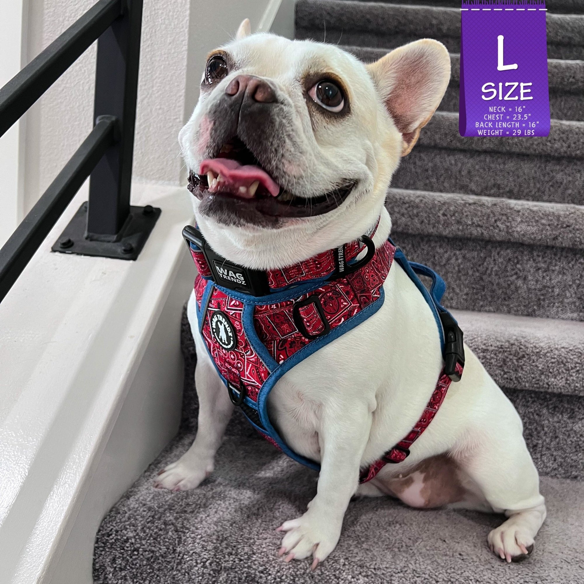 Dog Harness and Leash Set - French Bulldog wearing Bandana Boujee Dog Harness in Red with Denim Accents &amp; matching reflective dog collar - sitting indoors on gray carpeted stairs- Wag Trendz