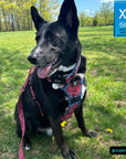 Dog Harness and Leash Set - mix breed black dog wearing Bandana Boujee Dog Harness in Red with Denim Accents with matching leash attached  - sitting outdoors in green grass - Wag Trendz