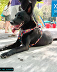 Dog Harness and Leash Set - No Pull - Handle - black German Shepherd mix  wearing multi colored Street Graffiti dog harness - chest side view - laying outdoors on the concrete - Wag Trendz