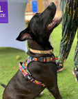 Dog Harness and Leash Set - No Pull - Handle - mix breed black dog wearing multi colored Street Graffiti dog harness - backside view - sitting outdoors in the green grass - Wag Trendz