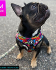 Dog Harness and Leash Set - French Bulldog wearing Medium Dog Harness Vest in  multi-colored Street Graffiti - sitting outdoors - Wag Trendz