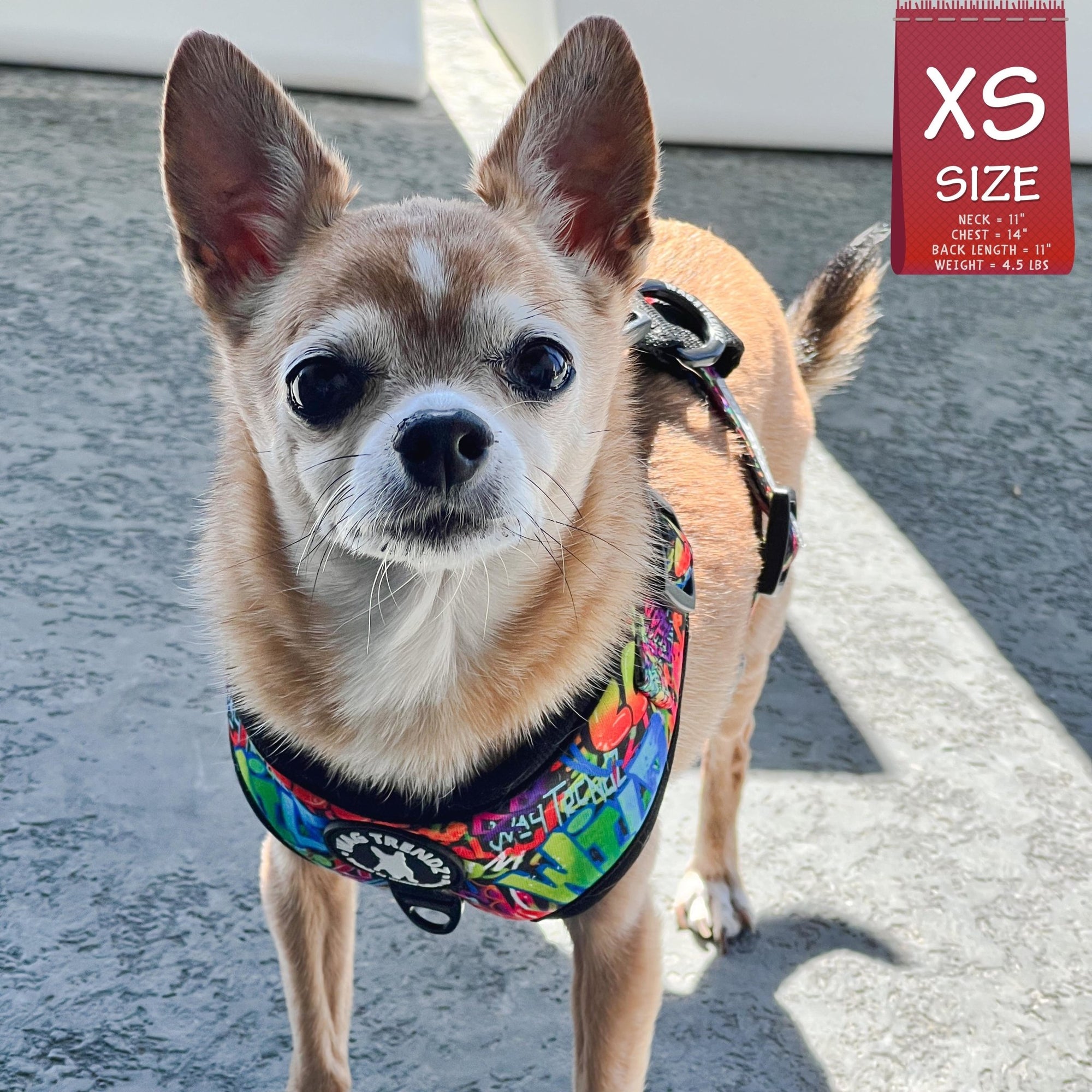 Dog Harness and Leash Set - Chihuahua wearing XS Dog Harness Vest in multi-colored Street Graffiti design - standing outside on concrete - Wag Trendz