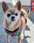 Dog Harness and Leash Set - Chihuahua wearing XS Dog Harness Vest in multi-colored Street Graffiti design - standing outside on concrete - Wag Trendz