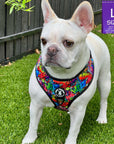 Dog Harness and Leash Set - French Bulldog wearing Large Dog Harness Vest in multi-colored Street Graffiti - standing outdoors in the grass - Wag Trendz