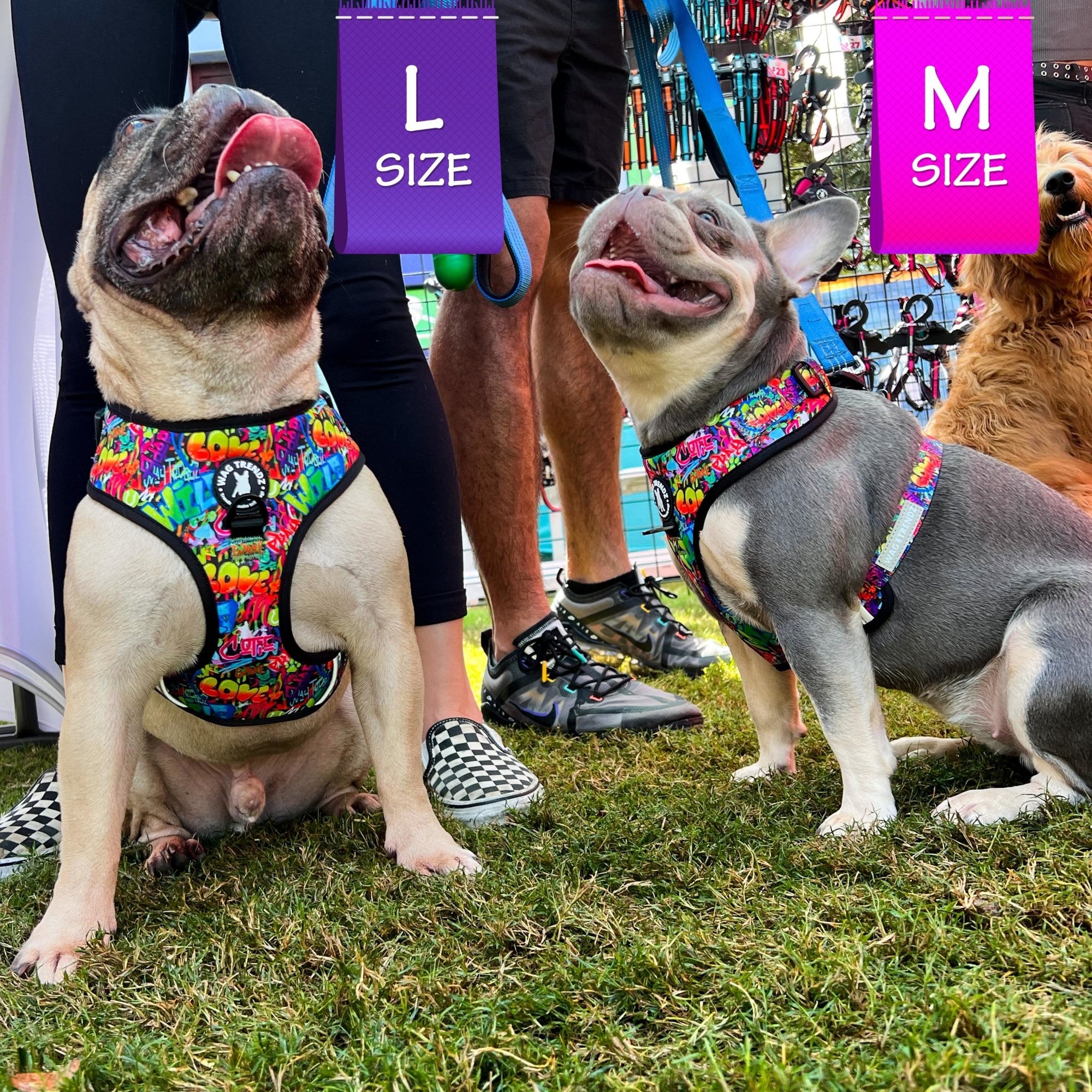 Dog Harness and Leash Set - French Bulldogs wearing a Large and Medium - Dog Harness Vests in a multi-colored Street Graffiti - sitting outdoors in the grass - Wag Trendz