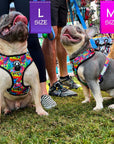 Dog Harness and Leash Set - French Bulldogs wearing a Large and Medium - Dog Harness Vests in a multi-colored Street Graffiti - sitting outdoors in the grass - Wag Trendz
