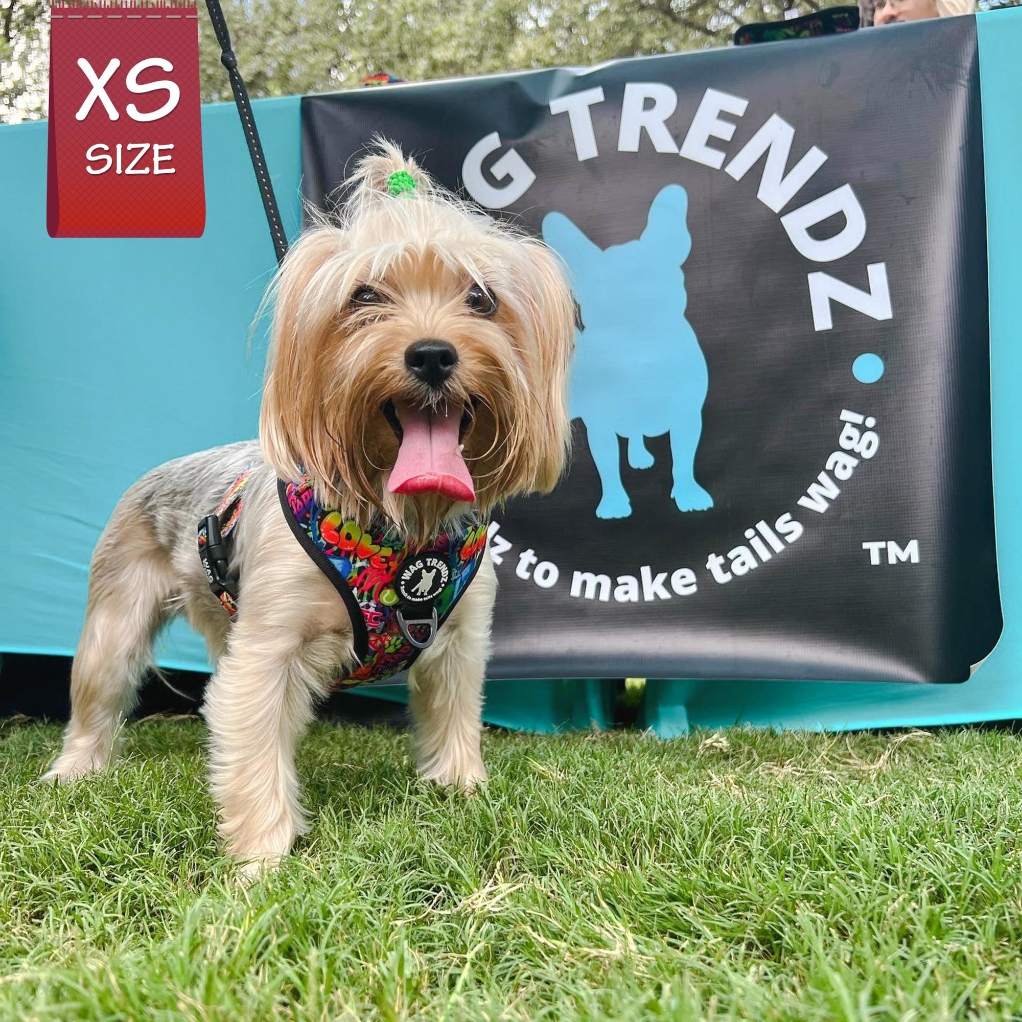 Dog Harness and Leash Set - Yorkie wearing XS Dog Harness Vest in multi-colored Street Graffiti - standing outdoors with teal tables and Wag Trendz logo table sign in background - Wag Trendz