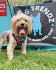Dog Harness and Leash Set - Yorkie wearing XS Dog Harness Vest in multi-colored Street Graffiti - standing outdoors with teal tables and Wag Trendz logo table sign in background - Wag Trendz