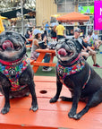 Dog Harness and Leash Set - Pugs wearing Medium Dog Harness Vests in multi-colored Street Graffiti - sitting outdoors on orange picnic table - Wag Trendz