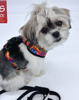 Dog Harness and Leash Set - Shih Tzu mix wearing multi-colored Street Graffiti  Dog Harness Vest- with medium black adjustable dog leash - against a solid white background - Wag Trendz