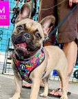 Dog Harness and Leash Set - French Bulldog wearing Medium Dog Harness Vest in multi-colored Street Graffiti - standing outdoors - Wag Trendz
