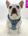 Dog Harness With Handle - No Pull - French Bulldog wearing a Medium Downtown Denim Dog Harness with Handle - against solid white background - Wag Trendz