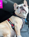 Dog Harness Vest - Adjustable - Front Clip - on a French Bulldog wearing black with white XO's with red accents - sitting in a car - Wag Trendz
