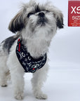 Dog Harness Vests - Adjustable - Front Clip - cute black and white small dog wearing black harness with white XO's and red accents  - against a solid white background - Wag Trendz