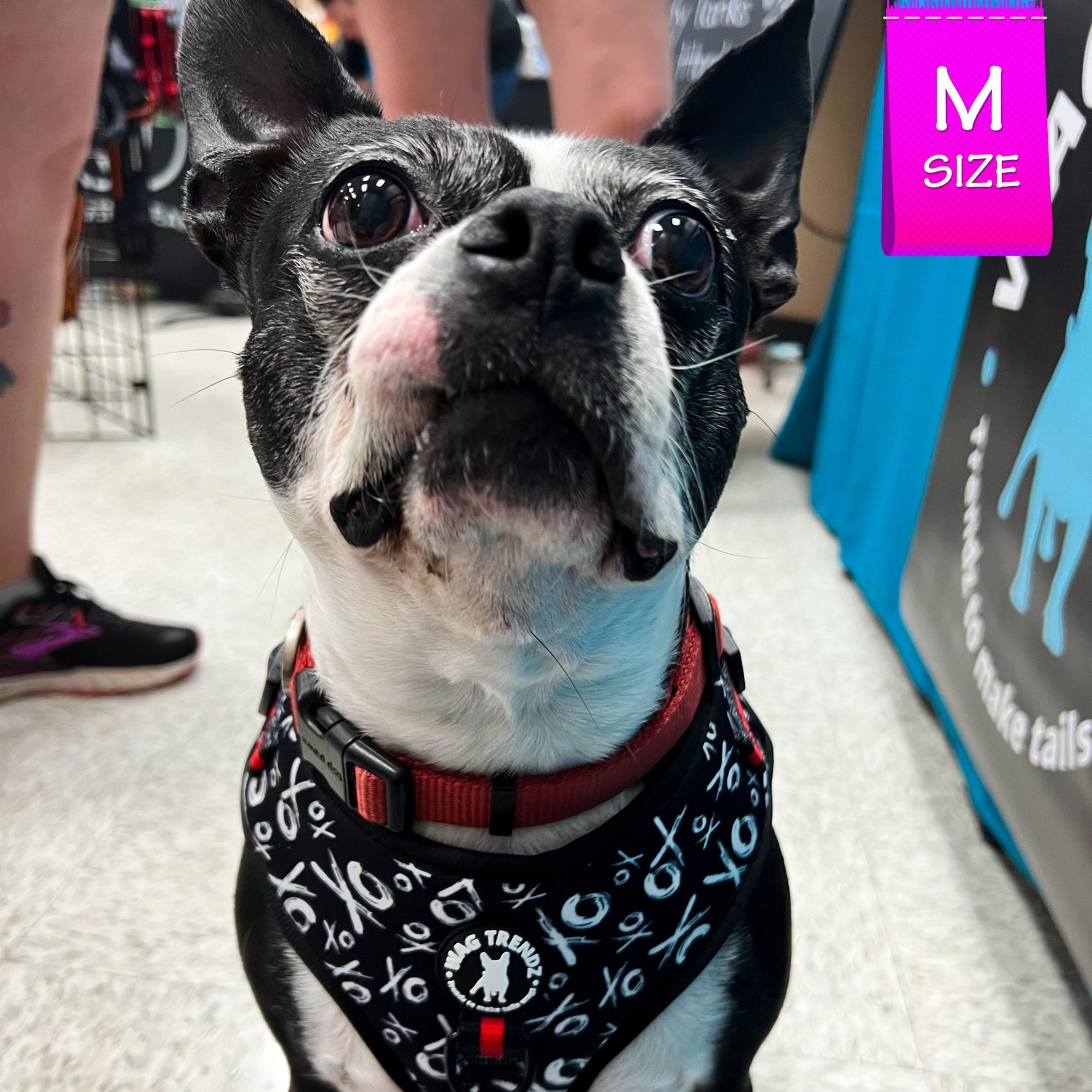Dog Harness Vest - Adjustable - Front Clip - on a Boston Terrier wearing black with white XO&#39;s with red accents - sitting inside - Wag Trendz