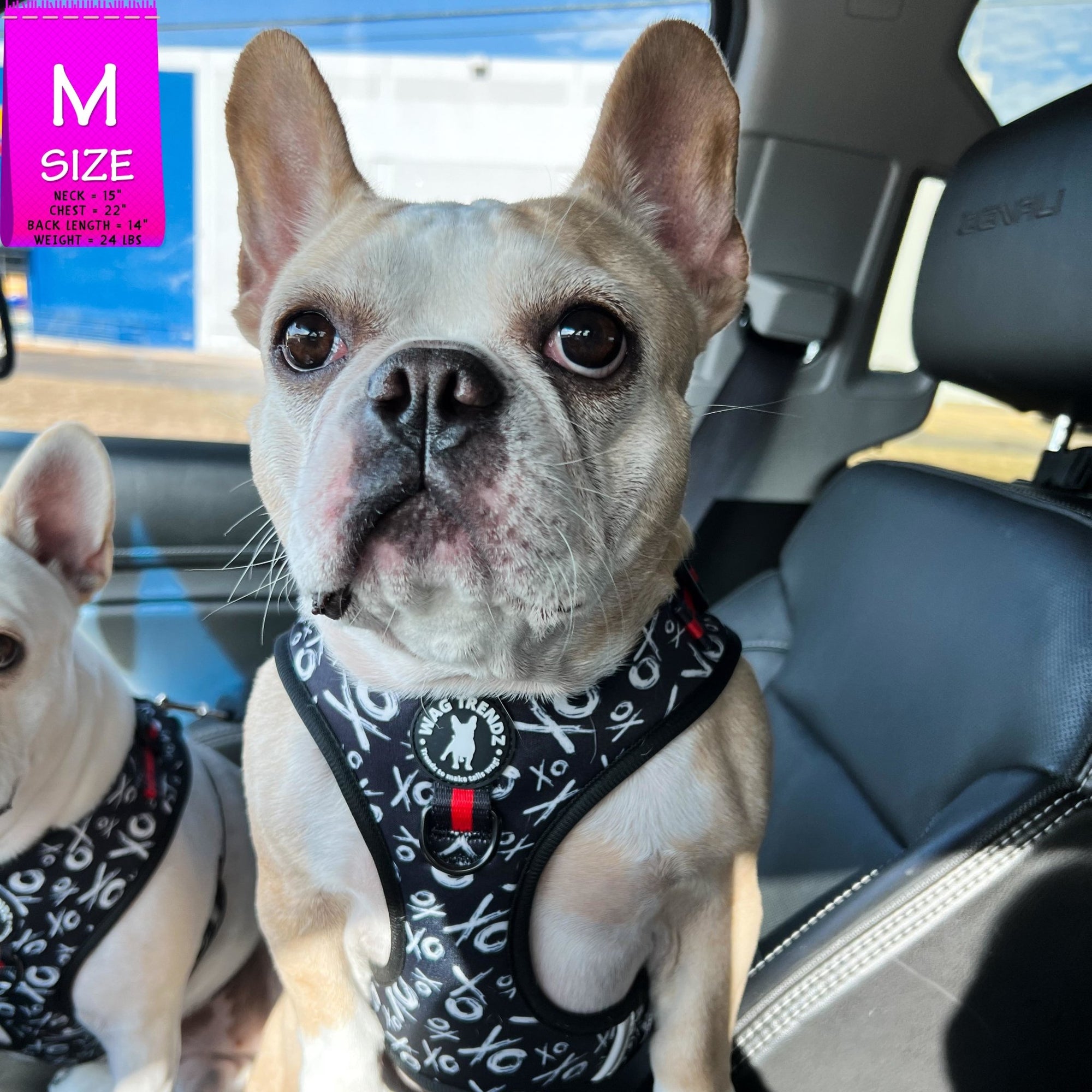 Dog Harness Vest - Adjustable - Front Clip - on a French Bulldog wearing black with white XO&#39;s with red accents - standing in a car - Wag Trendz