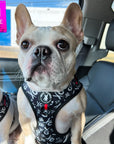 Dog Harness Vest - Adjustable - Front Clip - on a French Bulldog wearing black with white XO's with red accents - standing in a car - Wag Trendz