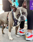 Dog Harness Vest - Adjustable - Front Clip - on a Boston Terrier wearing black with white XO's with red accents - standing outside - Wag Trendz