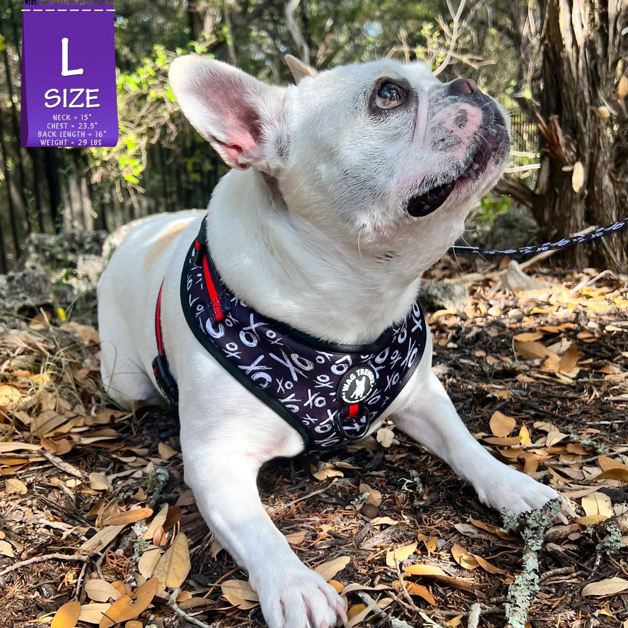 Dog Harness Vest - Adjustable - Front Clip - on a French Bulldog wearing black with white XO&#39;s with red accents - sitting outside in leaves - Wag Trendz