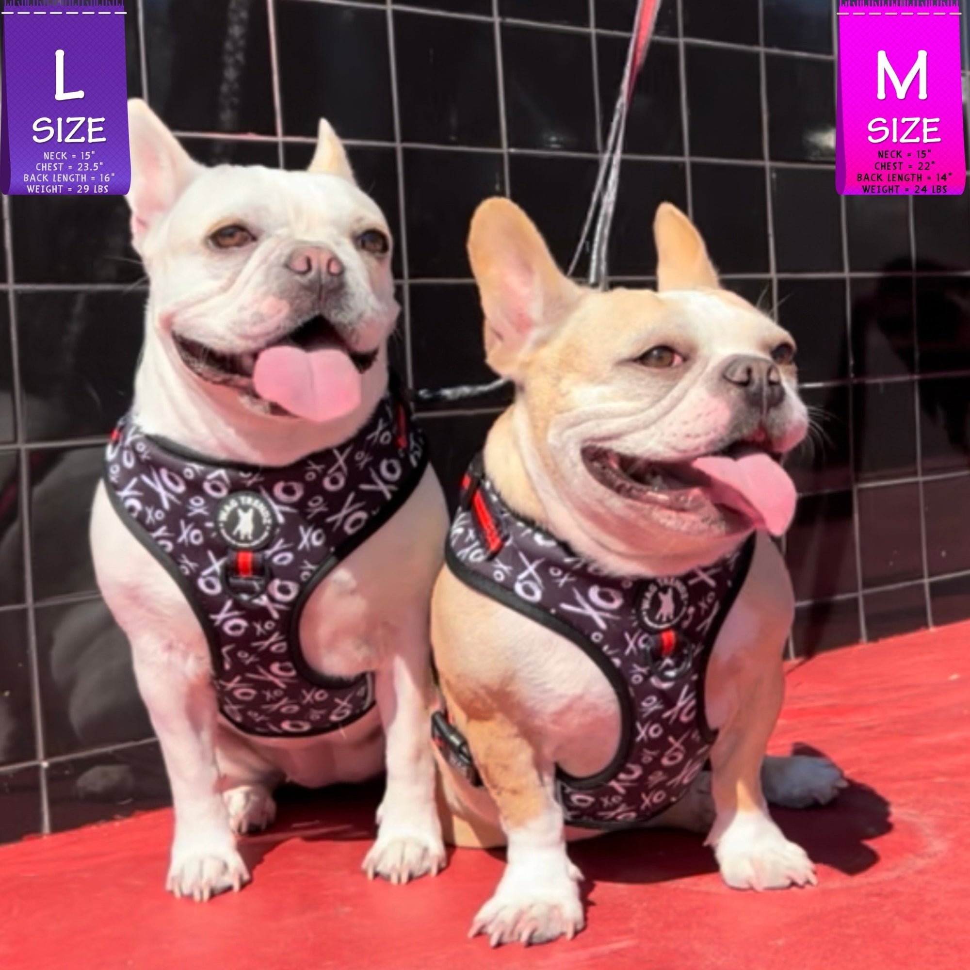 Dog Harness Vest - Adjustable - Front Clip - on two French Bulldogs wearing black with white XO&#39;s with red accents - sitting outside in front of a black wall and red concrete sidewalk - Wag Trendz