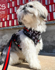 Dog Harness Vests - Adjustable - Front Clip - cute black and white small dog wearing black harness with white XO's and red accents with matching dog leash - outside with red wall and concrete background - Wag Trendz