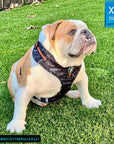 No Pull Dog Harness - English Bulldog wearing black and gray camo dog adjustable harness with front clip and orange accents - sitting outside in the grass - Wag Trendz