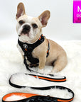 No Pull Dog Harness - Frenchie Bulldog wearing black and gray camo dog adjustable harness with front clip and orange accents and matching leash attached - against solid white background - Wag Trendz 