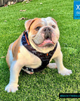 No Pull Dog Harness - English Bulldog wearing black and gray camo dog adjustable harness with front clip and orange accents - sitting outside in the grass - Wag Trendz