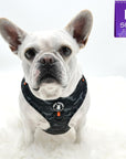 No Pull Dog Harness - white Frenchie Bulldog wearing black and gray camo dog adjustable harness with front clip and orange accents - against solid white background - Wag Trendz