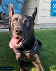 No Pull Dog Harness - black German Shepherd mix wearing black and gray camo dog adjustable harness with front clip and orange accents - sitting outside in the green grass - Wag Trendz