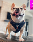 No Pull Dog Harness - Frenchie Bulldog wearing black and gray camo dog adjustable harness with front clip and orange accents - standing inside on a couch - Wag Trendz
