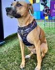 No Pull Dog Harness - Blackmouth Cur wearing black and gray camo dog adjustable harness with front clip and orange accents - sitting outside in the grass - Wag Trendz