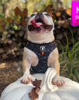 No Pull Dog Harness - Frenchie Bulldog wearing black and gray camo dog adjustable harness with front clip and orange accents - standing outside looking up on a white pumpkin with fall leaves and wood pile in background - Wag Trendz