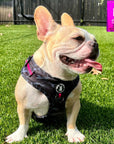 No Pull Dog Harness - Frenchie Bulldog wearing black and gray camo adjustable harness with hot pink accents and a front clip for pull training - panting sitting outside in the green grass - Wag Trendz