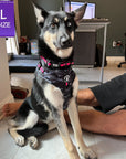 No Pull Dog Harness - Husky mix wearing black and gray camo adjustable harness with hot pink accents and a front clip for pull training - sitting indoors - Wag Trendz