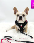No Pull Dog Harness - Frenchie Bulldog wearing black and gray camo adjustable harness with hot pink accents with matching leash attached and a front clip for pull training - against a solid white background - Wag Trendz