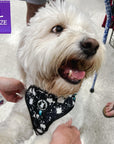 No Pull Dog Harness - West Highland Terrier wearing black adjustable harness with white paint splatter and teal accents - front clip for no pull training - standing indoors - Wag Trendz