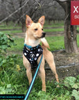 No Pull Dog Harness - Chihuahua wearing black adjustable harness with white paint splatter and teal accents - front clip for no pull training with matching dog collar and dog leash attached - standing outdoors in the grass - Wag Trendz