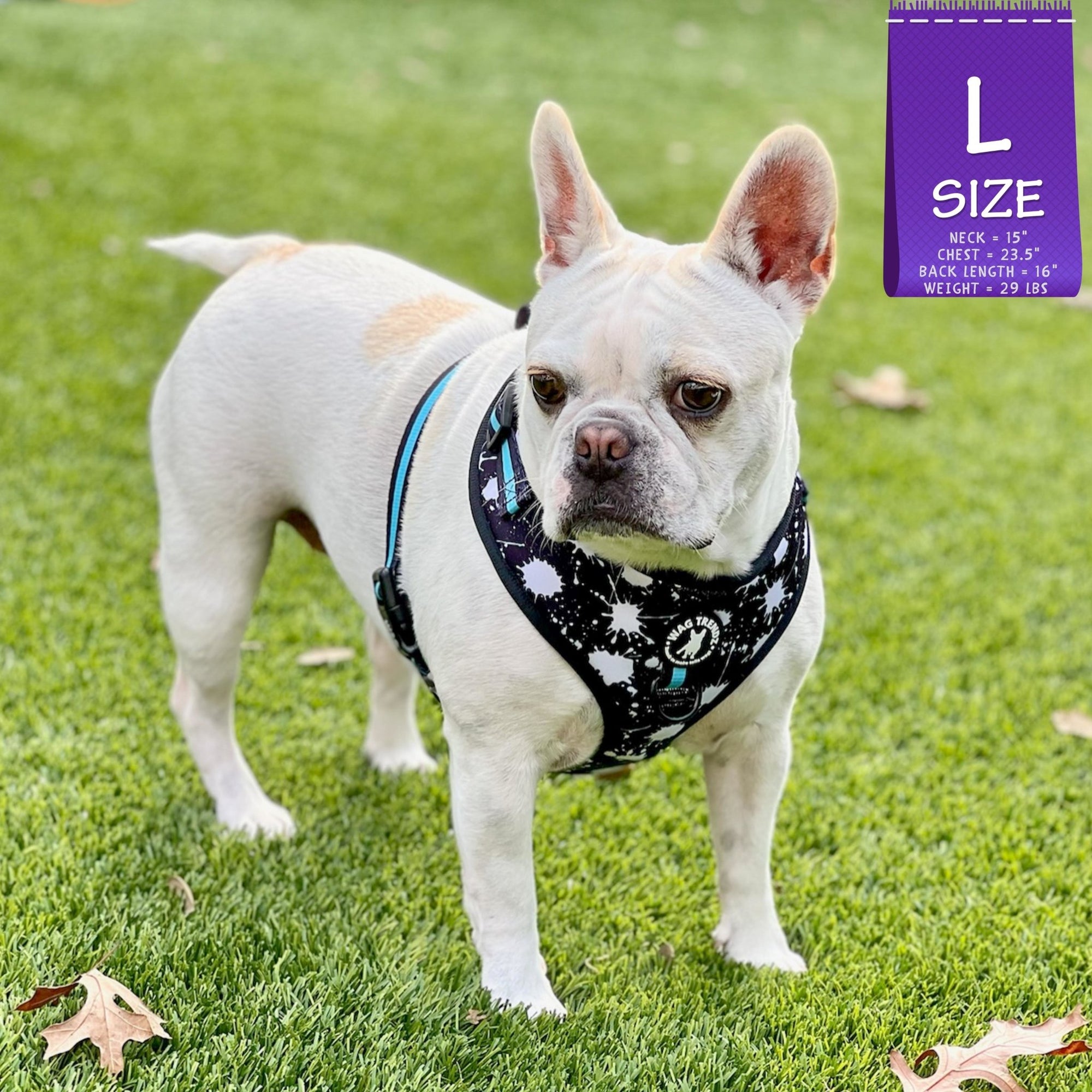 No Pull Dog Harness - French Bulldog wearing black adjustable harness with white paint splatter and teal accents - front clip for no pull training - standing outdoors in the grass - Wag Trendz