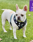 No Pull Dog Harness - French Bulldog wearing black adjustable harness with white paint splatter and teal accents - front clip for no pull training - standing outdoors in the grass - Wag Trendz