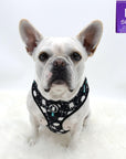 No Pull Dog Harness - Frenchie Bulldog wearing black adjustable harness with white paint splatter and teal accents - front clip for no pull training - against a solid white background - Wag Trendz