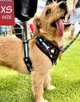 No Pull Dog Harness - Terrier wearing black adjustable harness with white paint splatter and teal accents - front clip for no pull training - standing outdoors in the grass - Wag Trendz