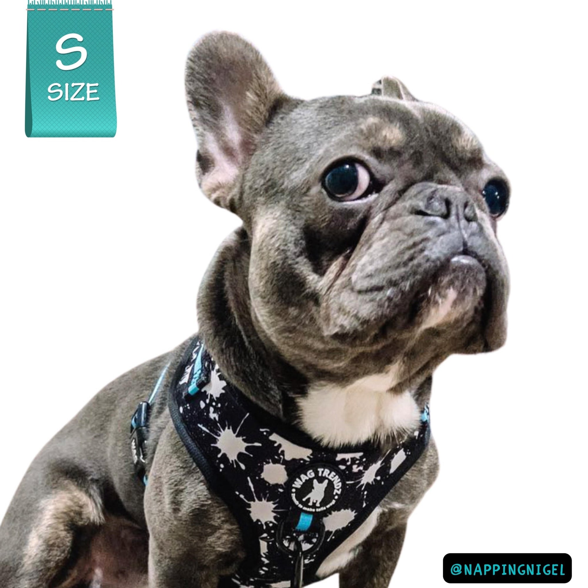 No Pull Dog Harness - Frenchie wearing black adjustable harness with white paint splatter and teal accents - front clip for no pull training - against a solid white background - Wag Trendz