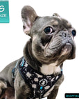 No Pull Dog Harness - Frenchie wearing black adjustable harness with white paint splatter and teal accents - front clip for no pull training - against a solid white background - Wag Trendz