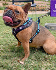 No Pull Dog Harness - Frenchie wearing black adjustable harness with white paint splatter and teal accents - front clip for no pull training - sitting outdoors in the grass - Wag Trendz