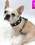 No Pull Dog Harness - French Bulldog wearing black adjustable harness with white paint splatter and teal accents - against a solid white background -  Wag Trendz