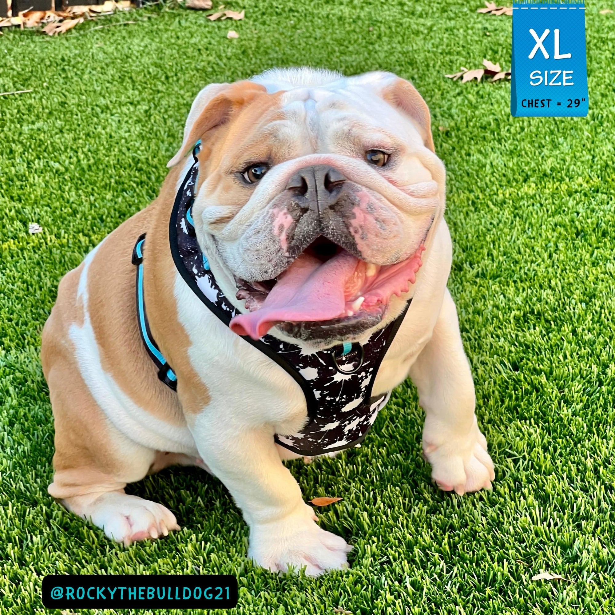 No Pull Dog Harness - English Bulldog wearing black adjustable harness with white paint splatter and teal accents - front clip for no pull training - sitting outdoors in the grass posing - Wag Trendz