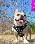 No Pull Dog Harness - French Bulldog wearing black adjustable harness with white paint splatter and teal accents - front clip for no pull training - standing outdoors in the grass - Wag Trendz