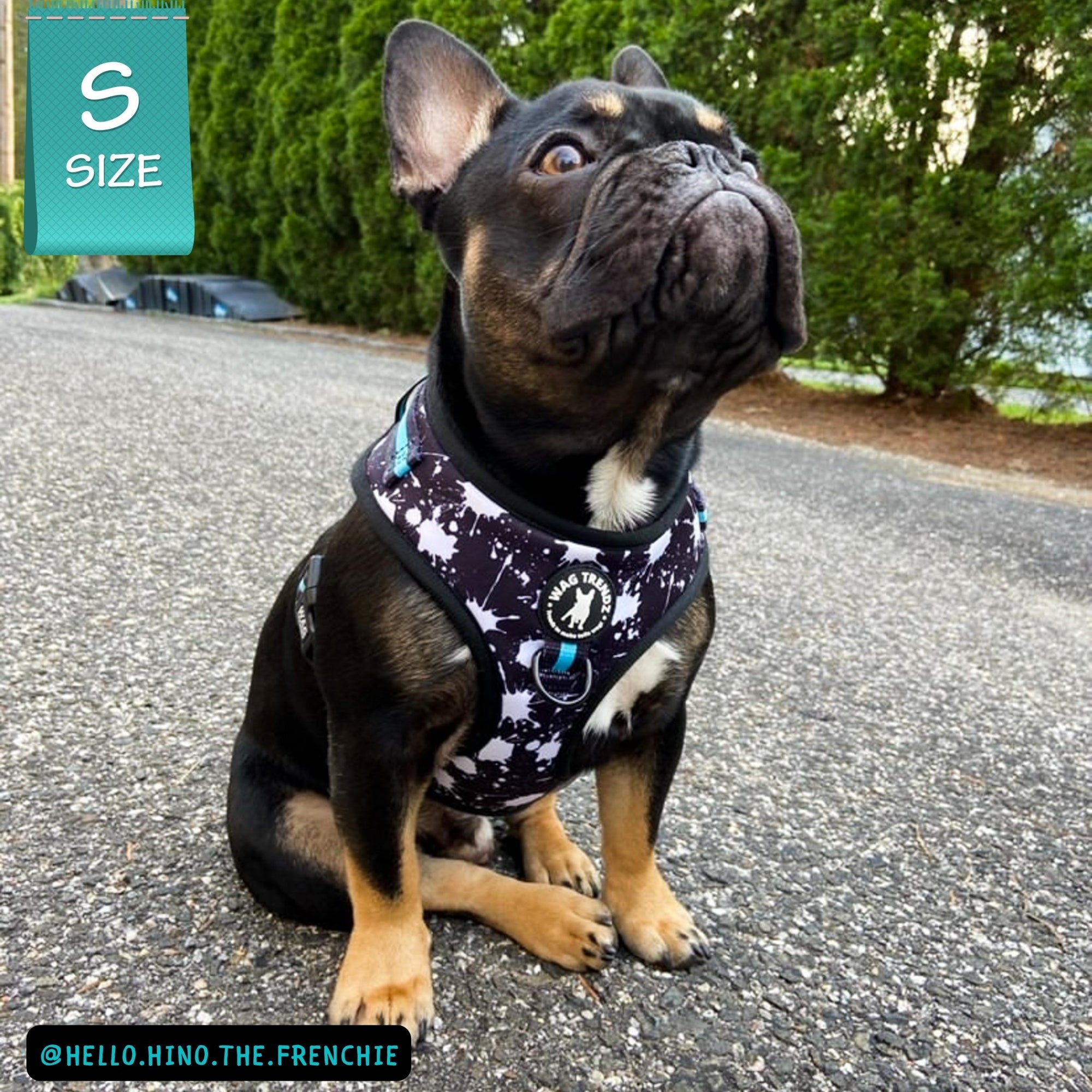 No Pull Dog Harness - Frenchie wearing black adjustable harness with white paint splatter and teal accents - front clip for no pull training - sitting outdoors on asphalt - Wag Trendz